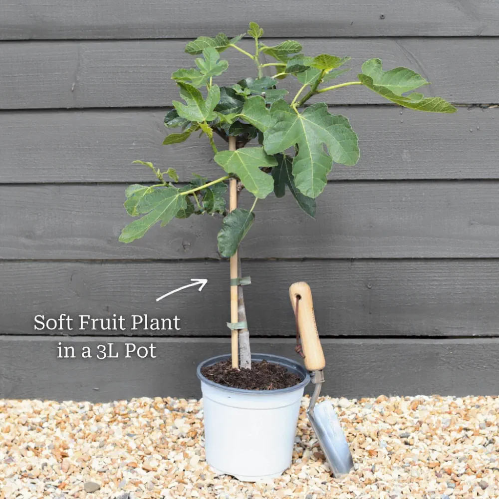 3ft 'Exalta' Outdoor Grape Vine | 3L Pot - Image 3