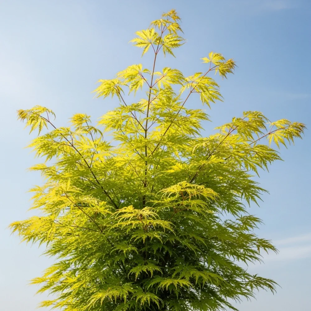 3ft 'Flavescens' Japanese Maple Tree | 3L Pot