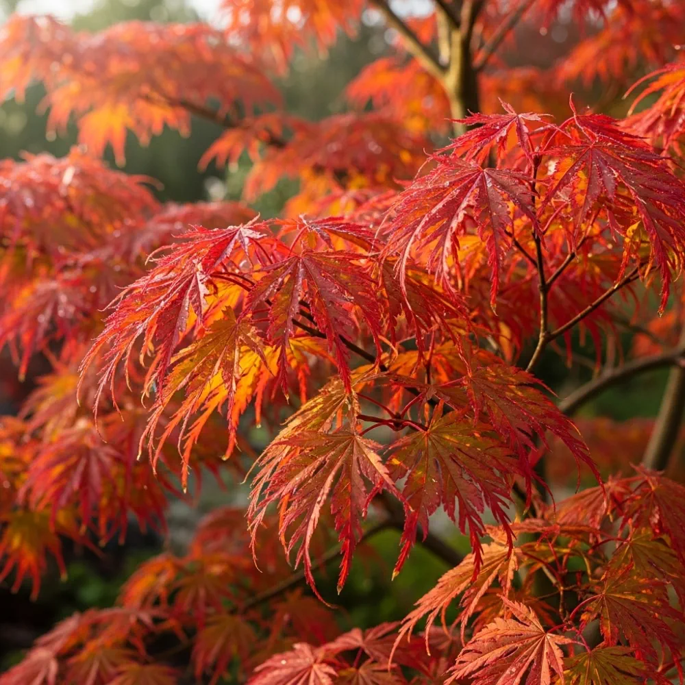 2ft Green Weeping Japanese Maple Tree | Acer palmatum 'Dissectum' | 5L Pot