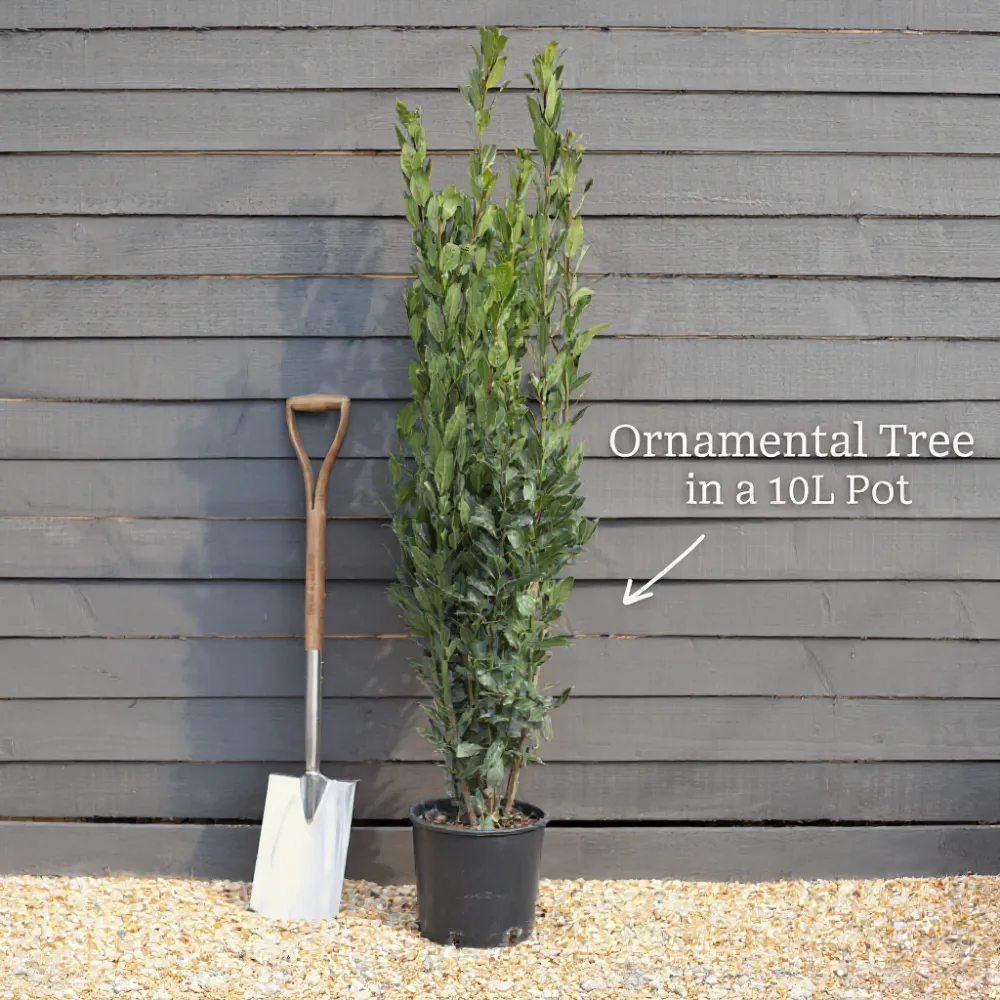 5ft Hardy Eucalyptus Tree | Eucalyptus gunnii | 10L Pot - Image 8