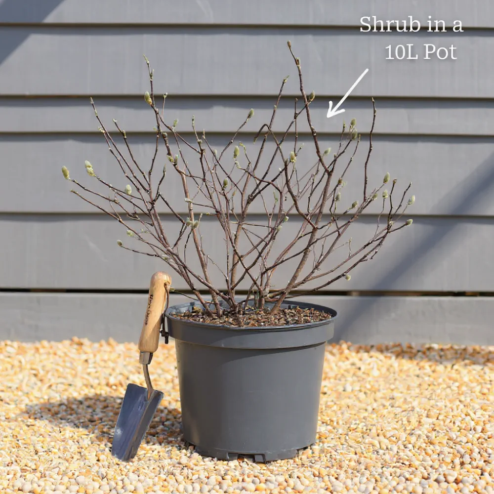 2ft Hydrangea arborescens 'Annabelle' | 10L Pot - Image 3