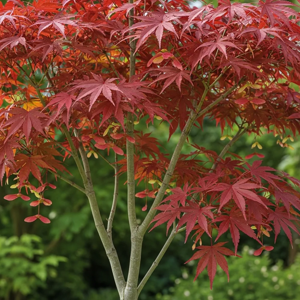 1ft Japanese Maple Tree | Acer palmatum 'Bloodgood' | 3L Pot - Image 4