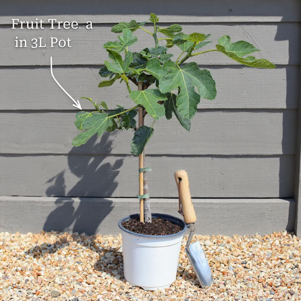 3ft 'Kentish Cob' / 'Lambert's Filbert' / 'Longue' Hazelnut Tree | 3L Pot - Image 3