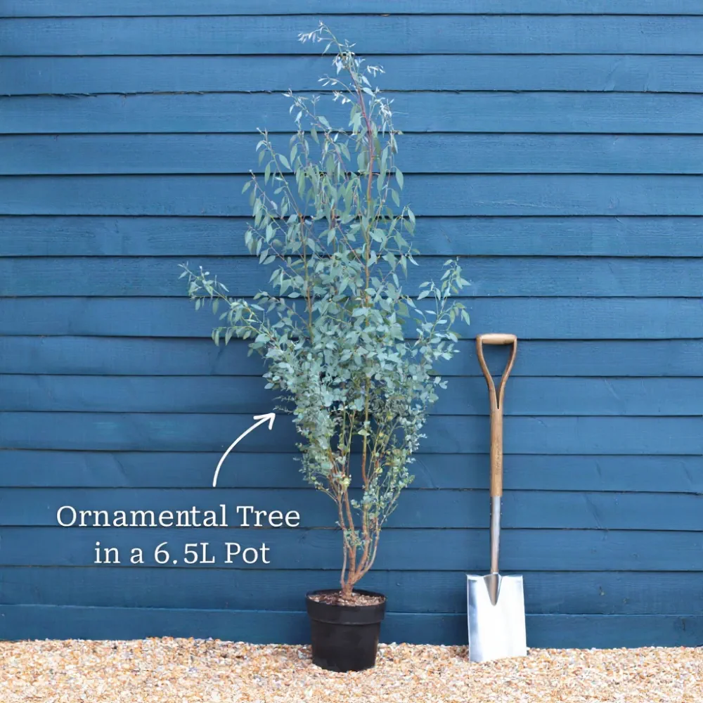 3ft Loropetalum Bush | 6.5L Pot - Image 7