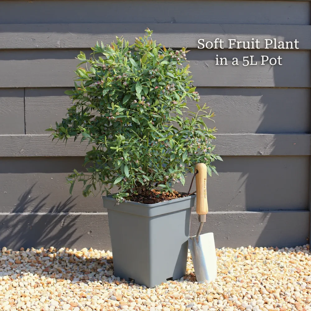 3ft 'Provence' Pomegranate Bush | 5L Pot - Image 4