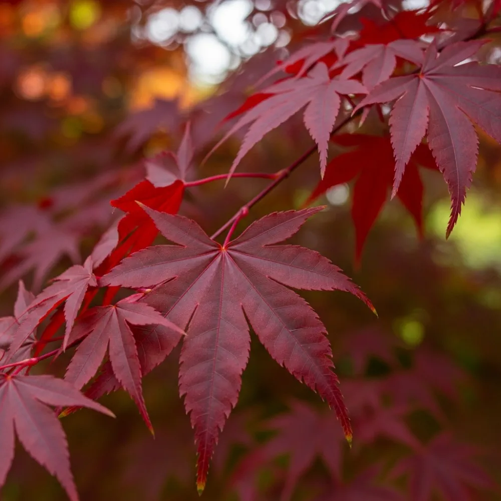 1ft Red Japanese Maple Tree | Acer palmatum 'Red Emperor' | 3L Pot