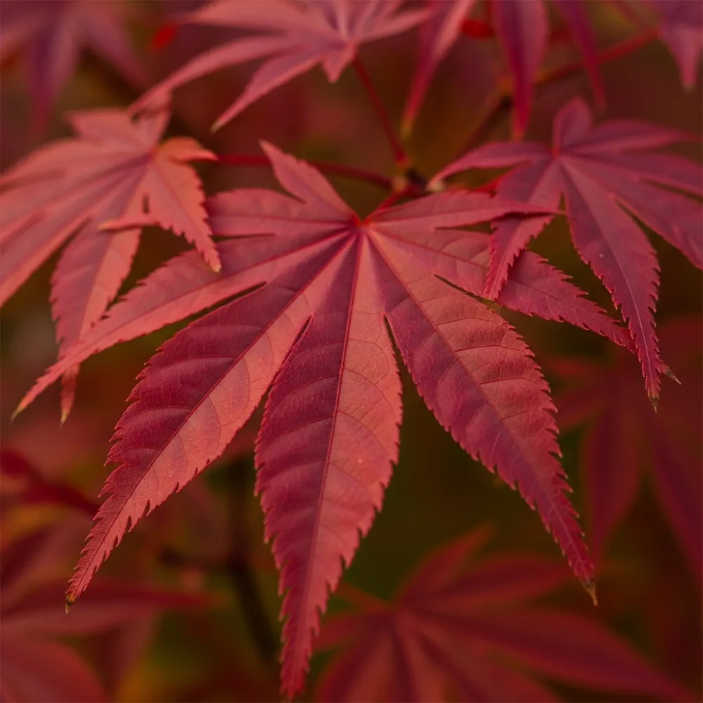 2ft Red Japanese Maple Tree | Acer palmatum 'Red Emperor' | 5L Pot - Image 4