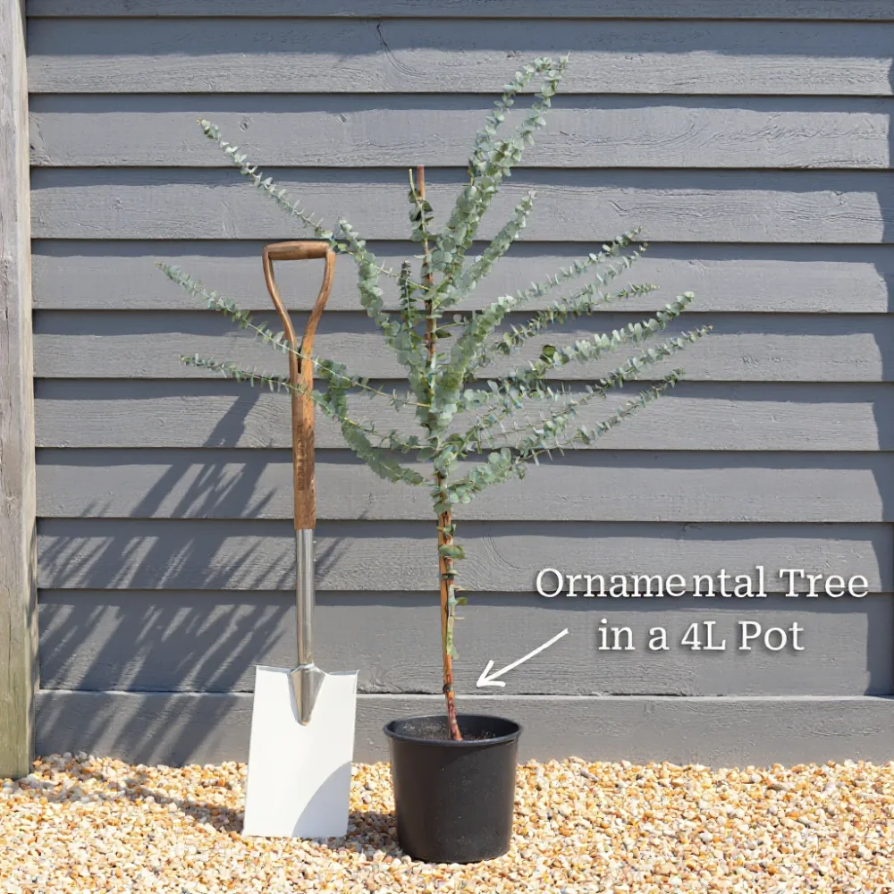 2ft Red Japanese Maple Tree | Acer palmatum 'Red Emperor' | 5L Pot - Image 8