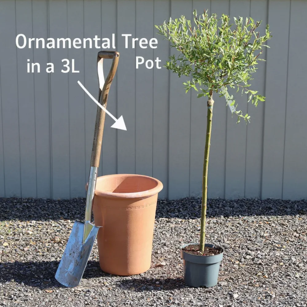 1ft Red Weeping Japanese Maple Tree | Acer palmatum 'Garnet' | 3L Pot - Image 6