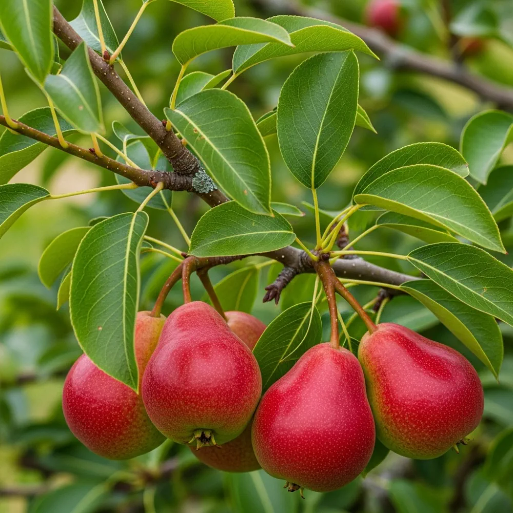 3ft 'Red Williams' Pear Tree | 4.5L | Quince C Rootstock - Image 2