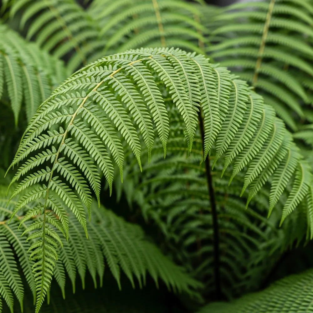 3ft Hardy Tree Fern | Dicksonia antarctica - Image 3