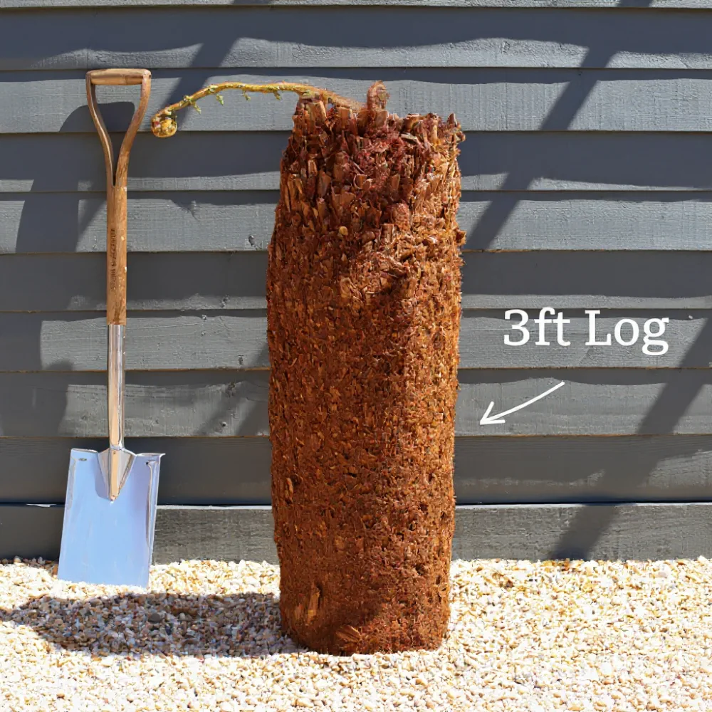 3ft Hardy Tree Fern | Dicksonia antarctica - Image 7