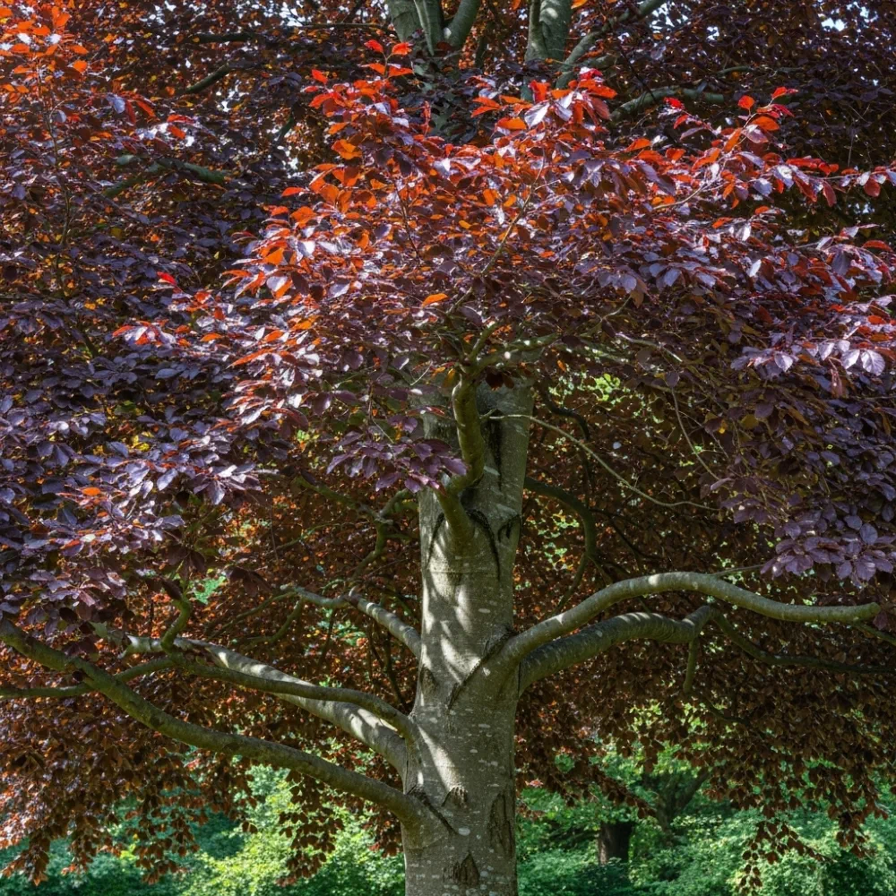 60cm Purple Beech Hedging | Fagus sylvatica 'Purpurea' | Bare Root - Image 6