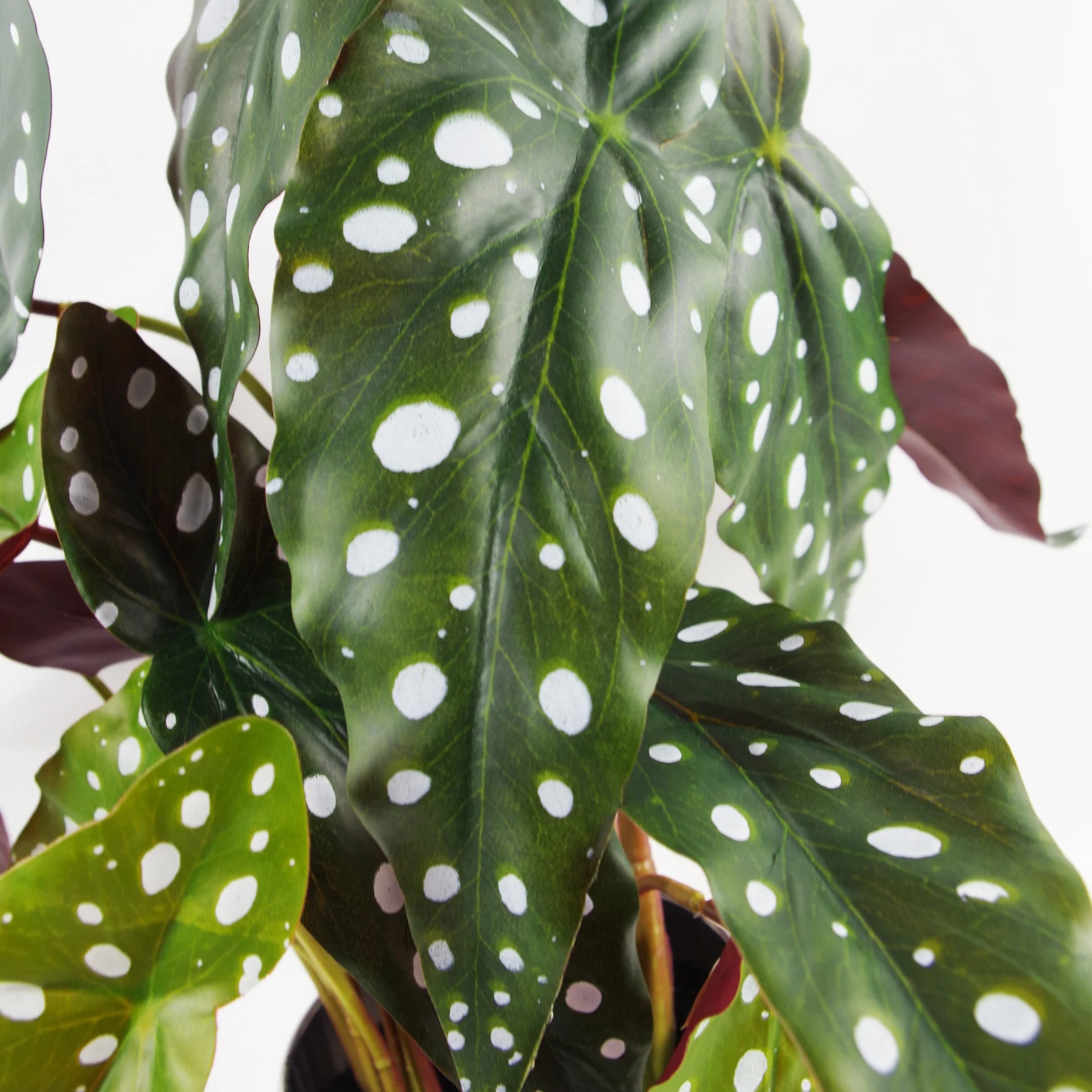 40cm Artificial Begonia Maculata Plant - Image 2