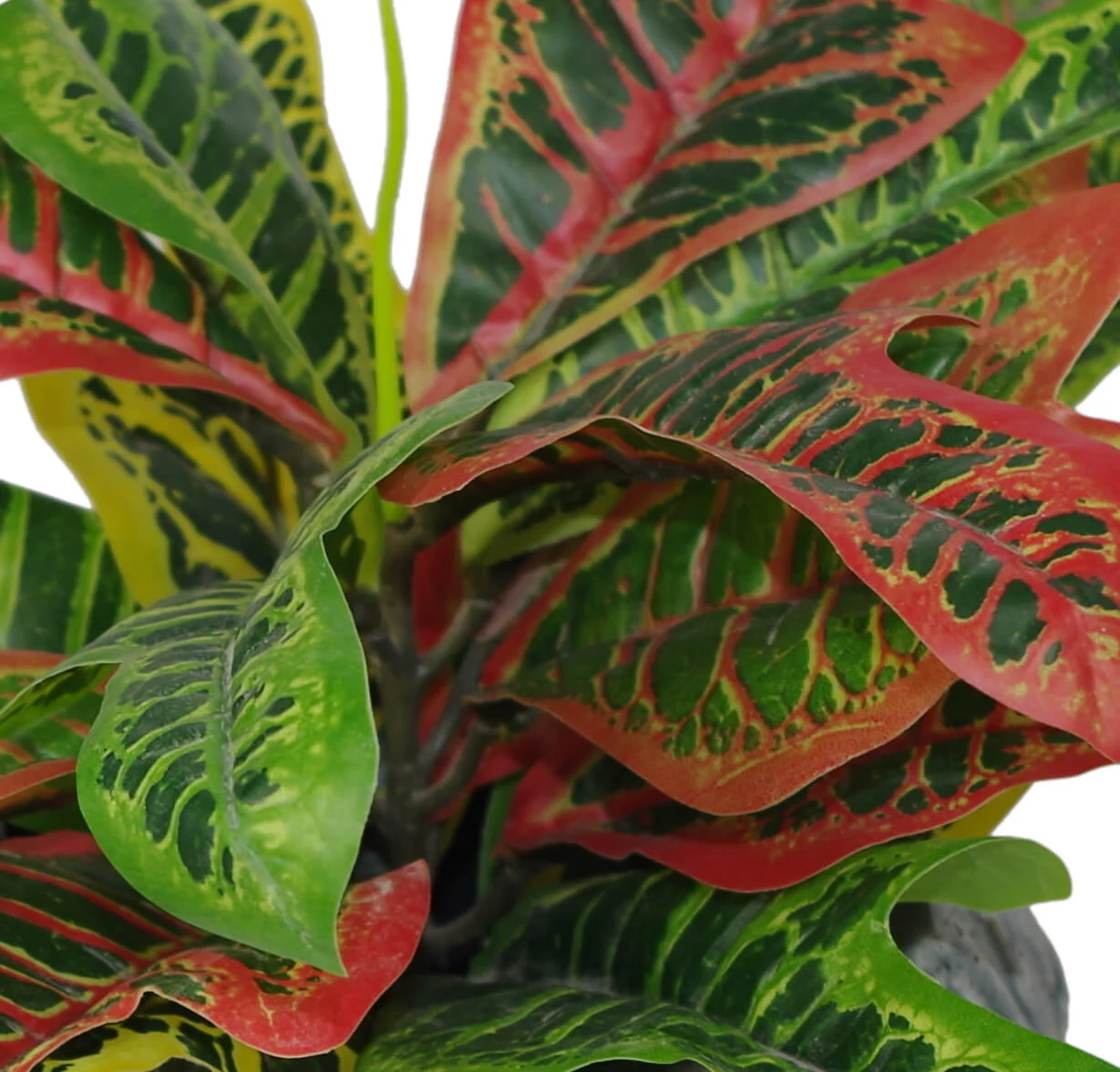 40cm Artificial Codiaeum Multicoloured House Plant - Image 2