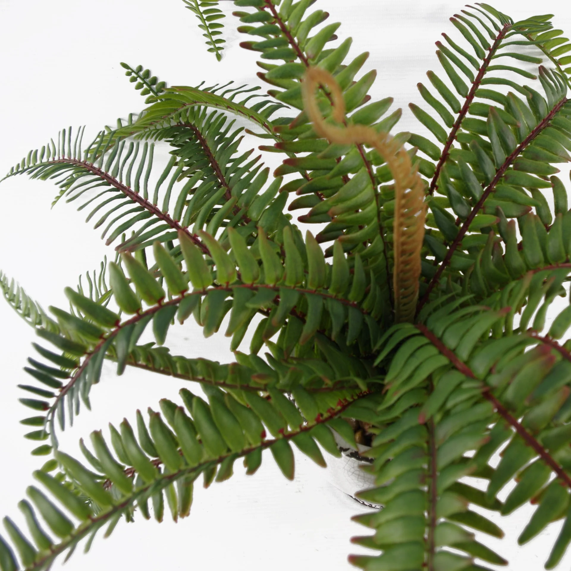 40cm Artificial Fern Bush in Decorative Planter - Image 4