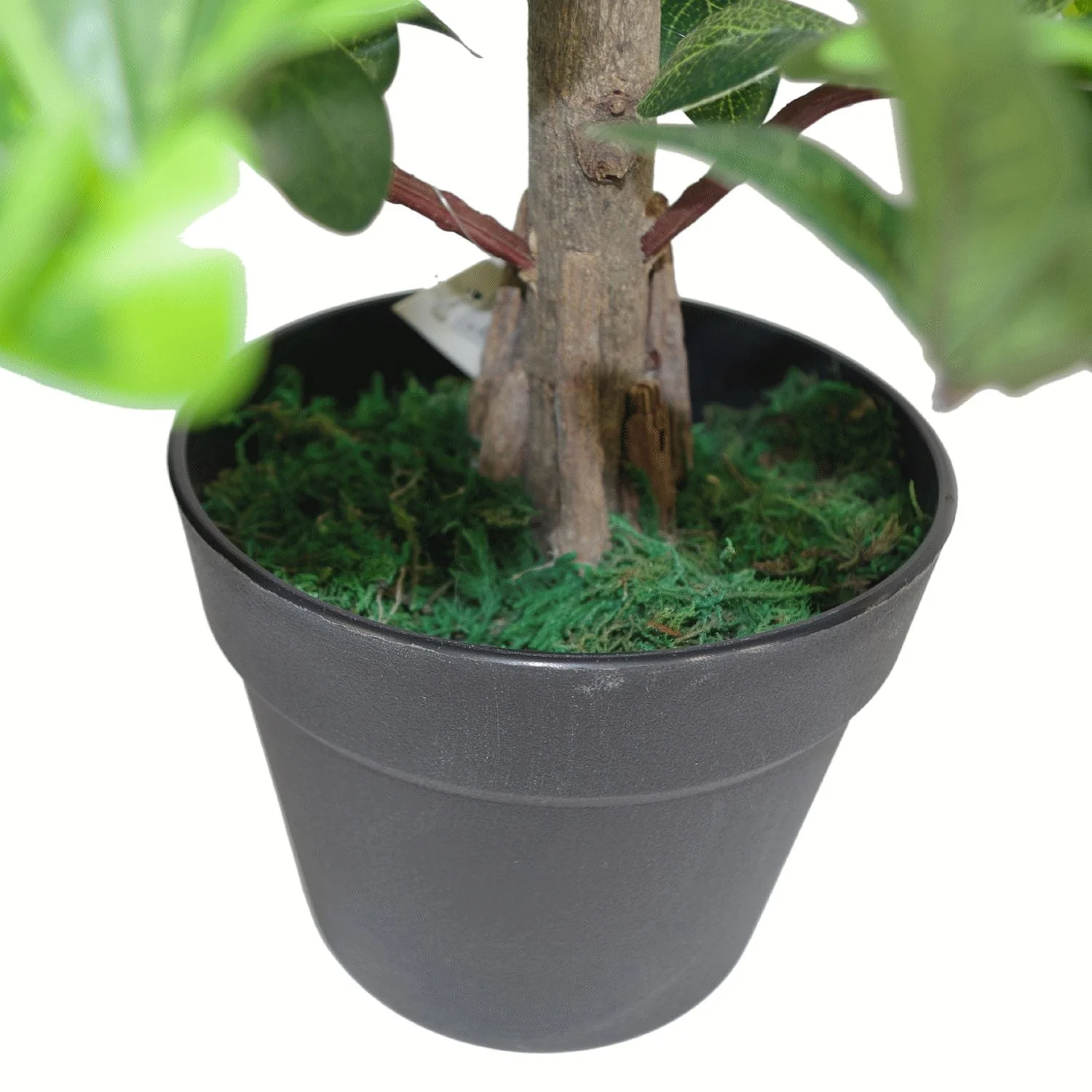 40cm Artificial Pittosporum Tobira Ficus - Australian Laurel Plant - Image 2