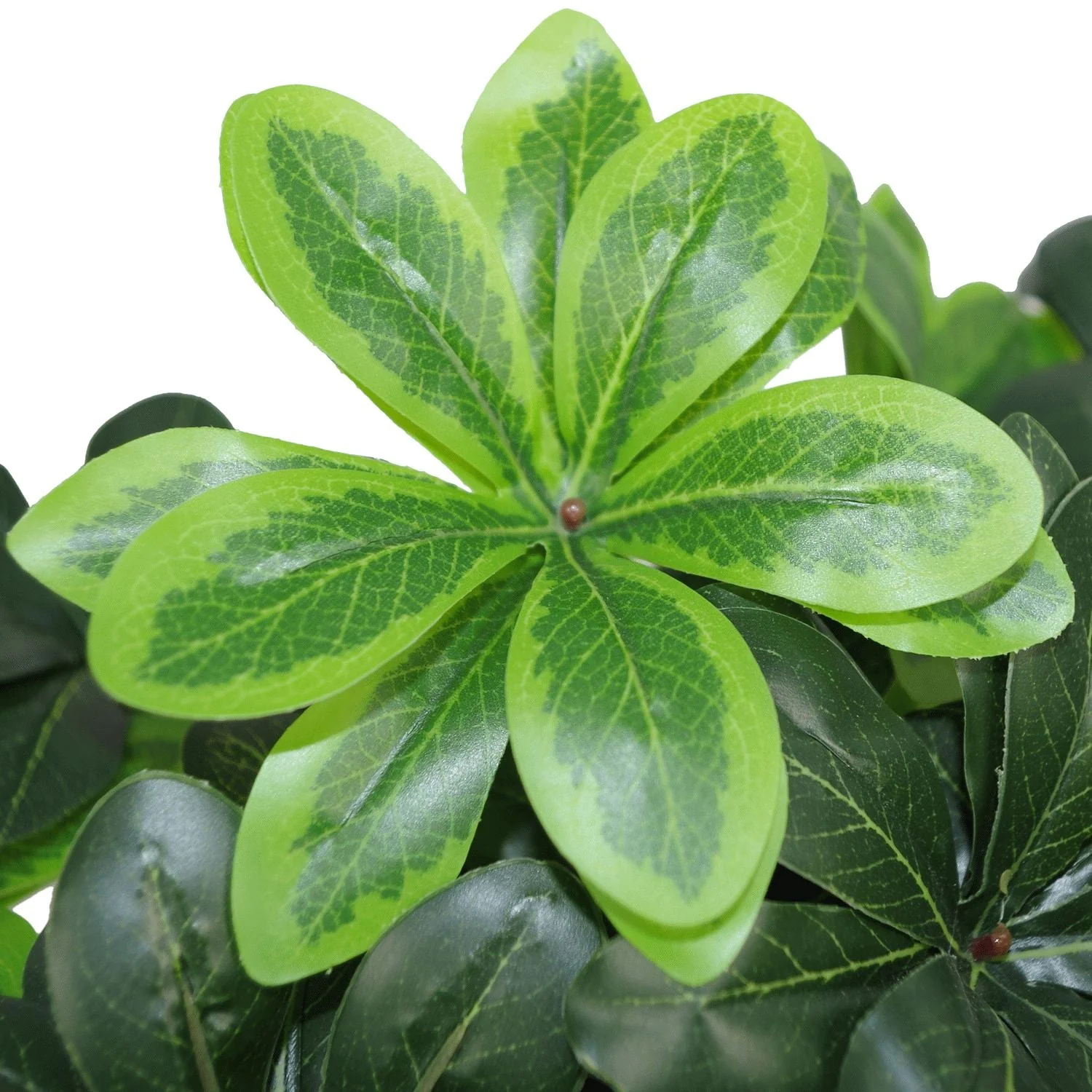 40cm Artificial Pittosporum Tobira Ficus - Australian Laurel Plant - Image 3