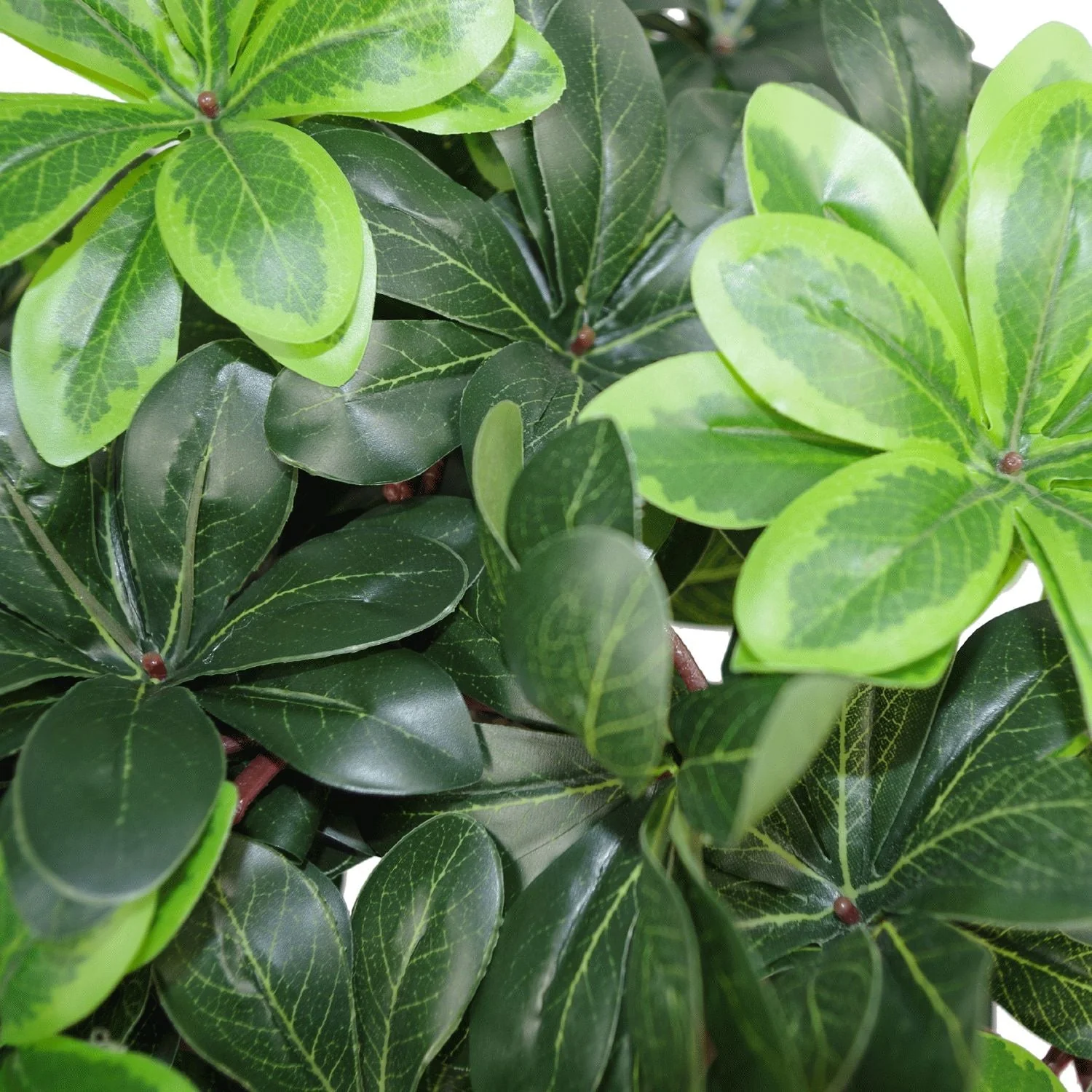 40cm Artificial Pittosporum Tobira Ficus - Australian Laurel Plant - Image 4