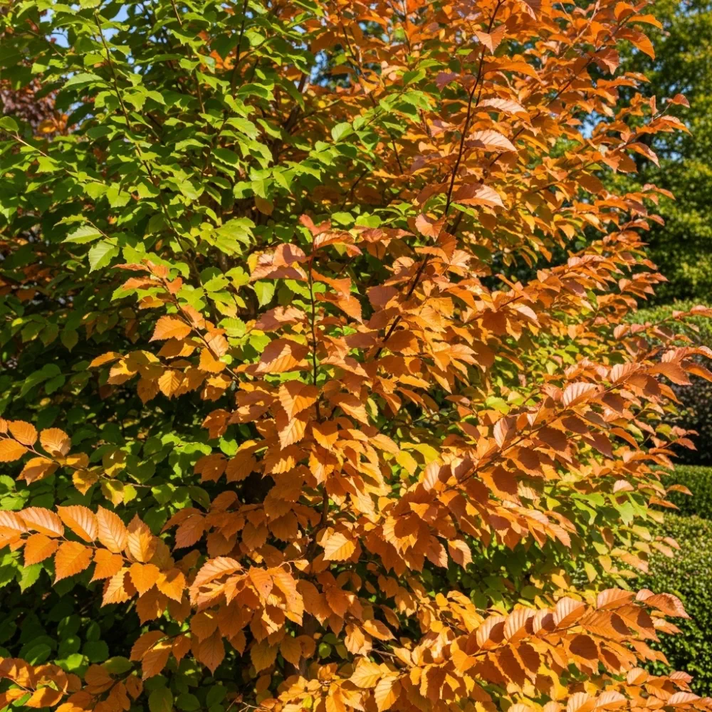 60cm Common Hornbeam Hedging | Carpinus betulus | Bare Root - Image 2