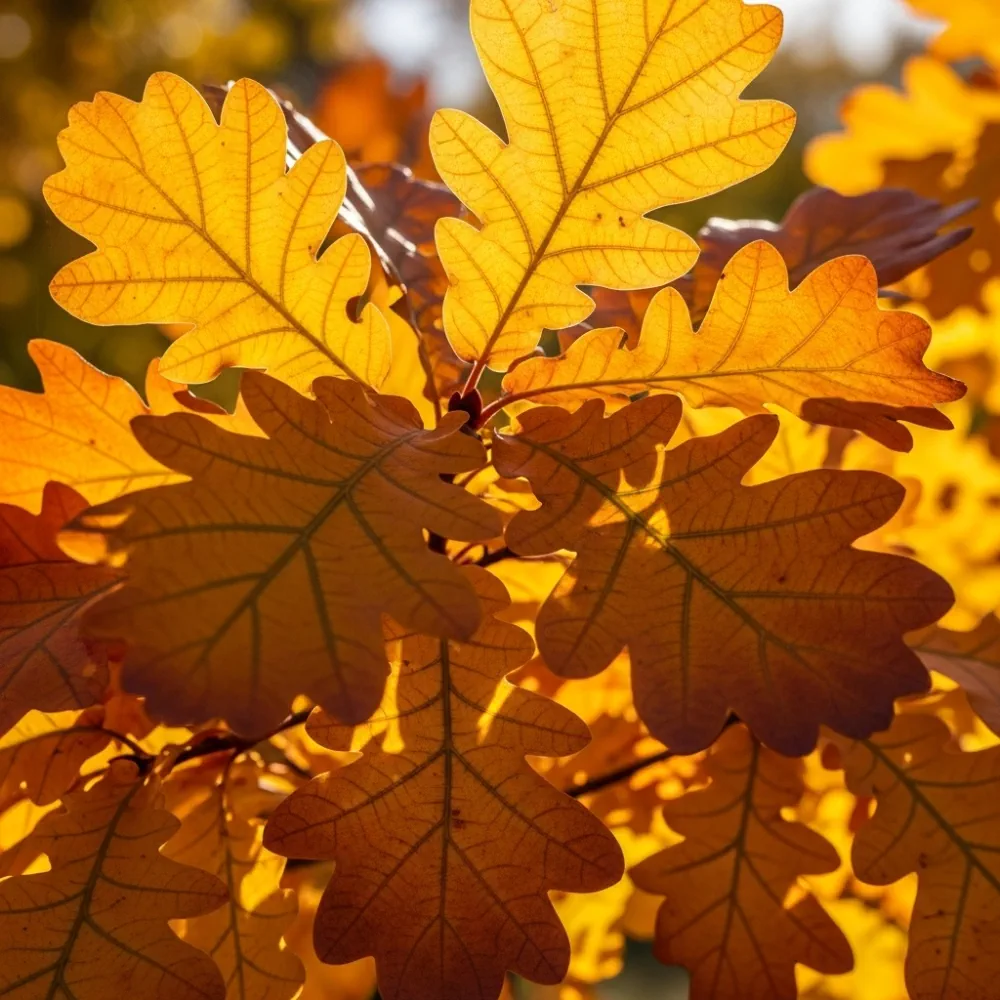 60cm English Oak Hedging | Quercus robur | Bare Root - Image 3