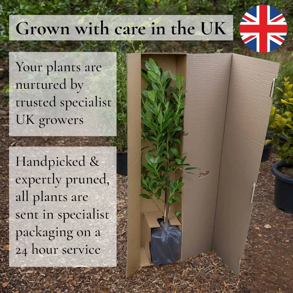 60cm Red Osier Dogwood Hedging | Cornus stolonifera 'Flaviramea' | Bare Root - Image 3