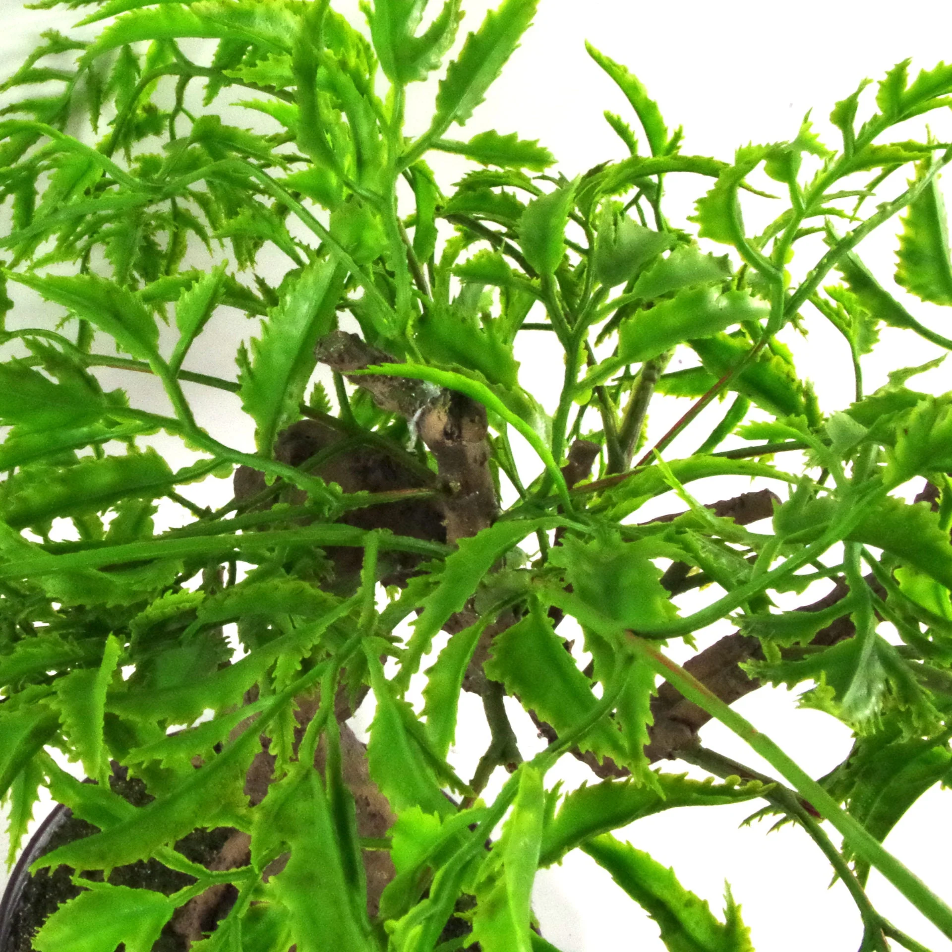 45cm Artificial Twisted Ficus Bonsai Tree - Image 2