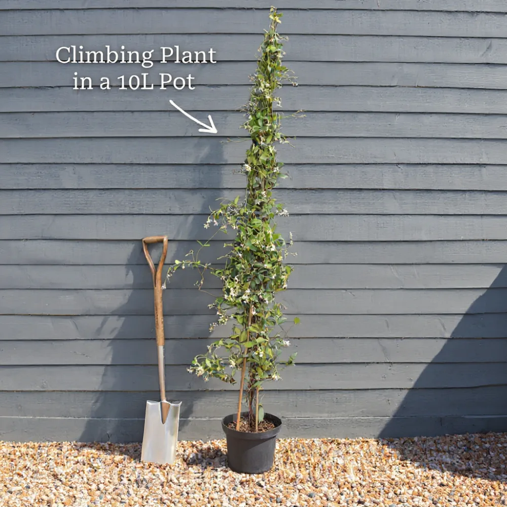 4ft Climbing Hydrangea | Hydrangea petiolaris | 10L Pot - Image 3