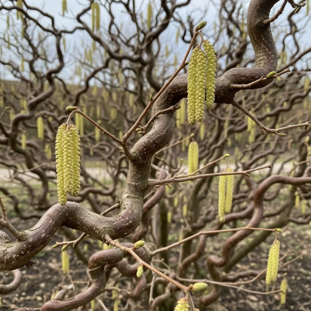 2ft Corkscrew Hazel | Corylus avellana 'Contorta' | 2 Years Old | Bare Root