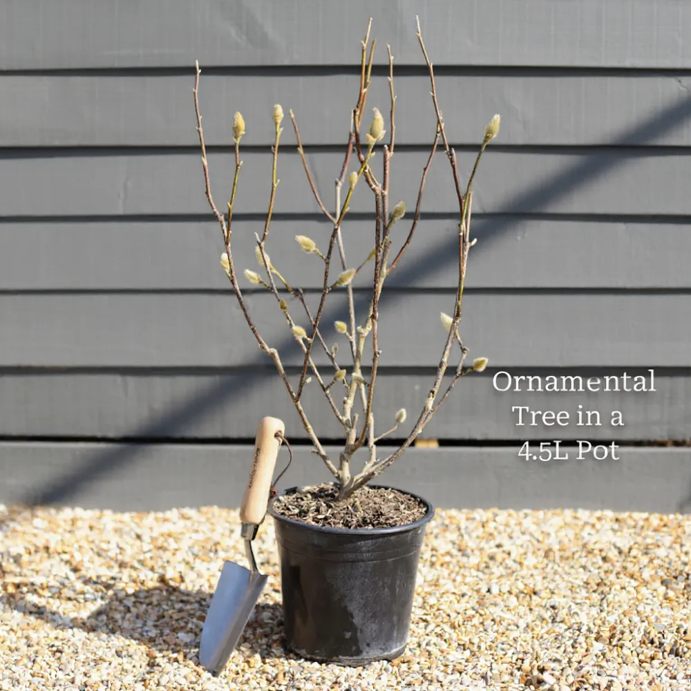 4ft Evergreen Magnolia | Magnolia Grandiflora Francois Treyve | 7.5L Pot - Image 3