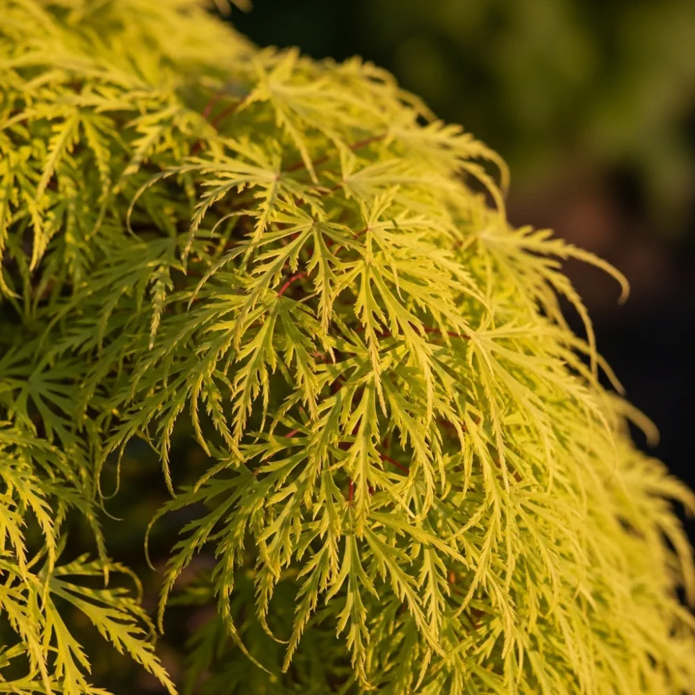 4ft 'Flavescens' Japanese Maple Tree | 7.5L Pot - Image 3