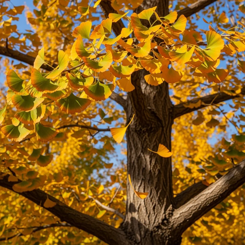 4ft Ginkgo Biloba | Maidenhair Tree | 3L Pot - Image 2