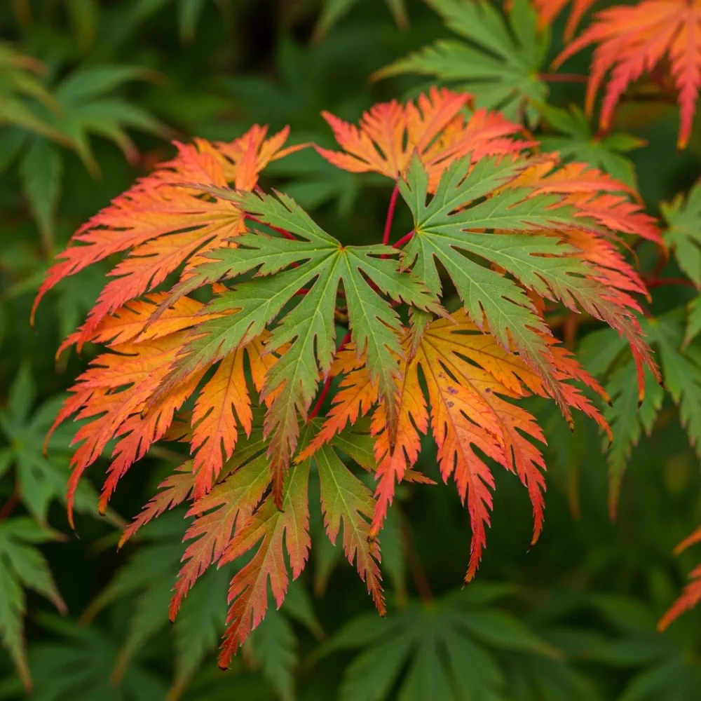 1ft Japanese Maple Tree | Acer palmatum dissectum 'Seiry?' | 3L Pot