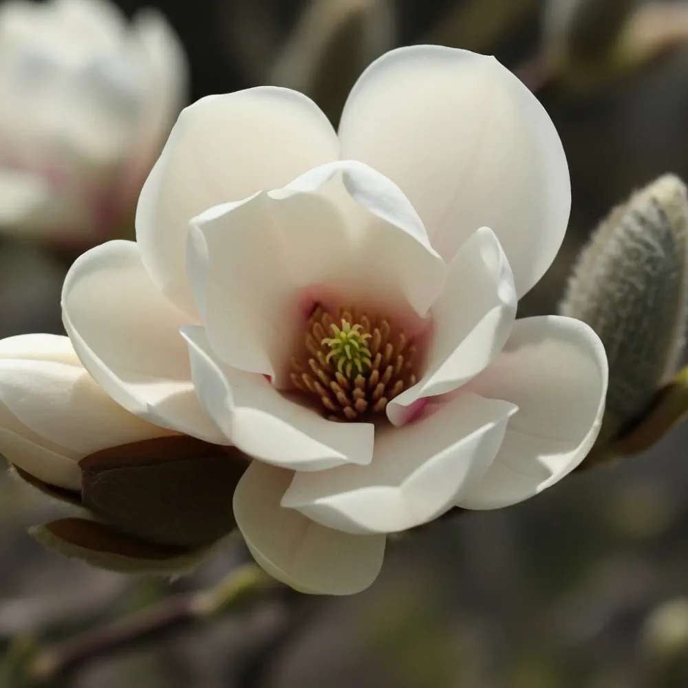 4ft Magnolia Stellata | 'Water Lily' | 10L Pot - Image 3