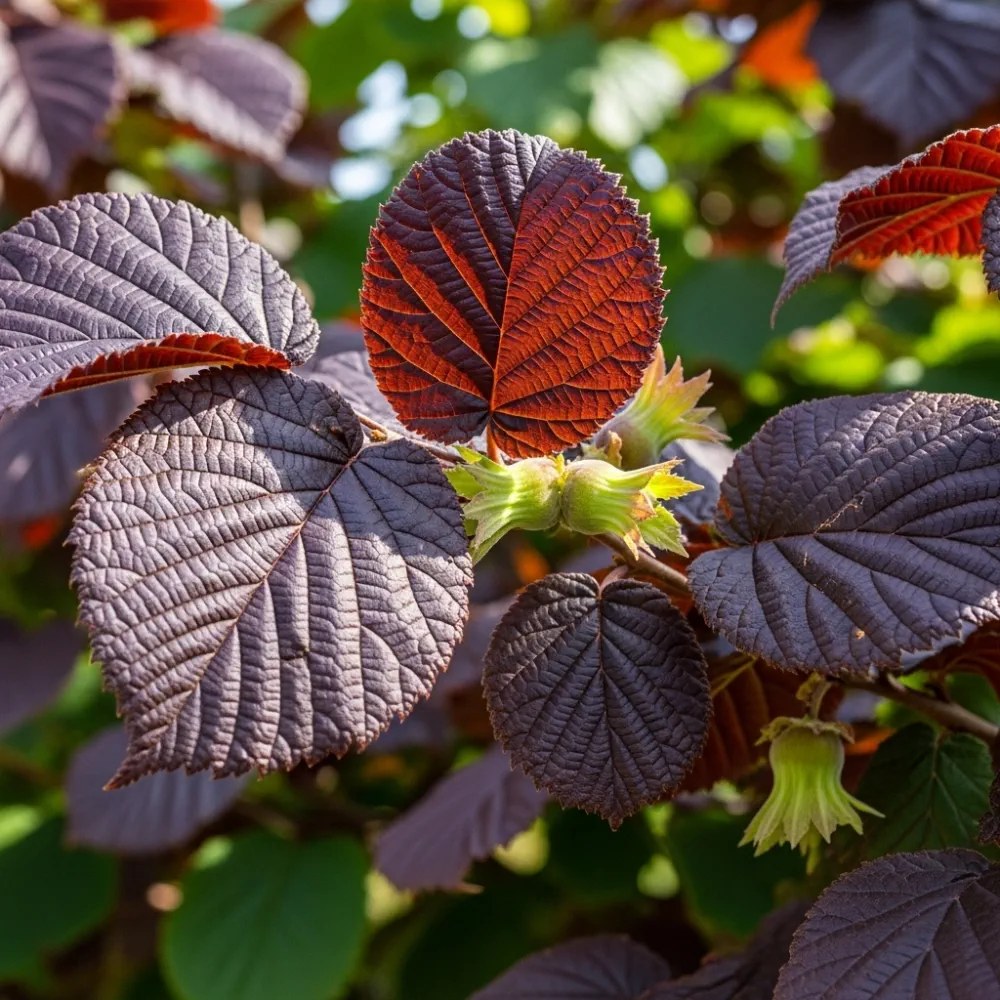 4ft 'Purpurea' Filbert Tree | Purple Hazelnut Tree | 9L Pot | 2 Years Old - Image 2