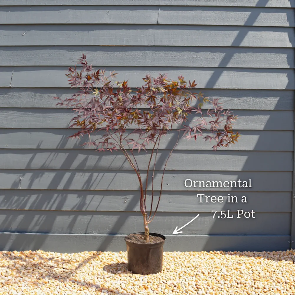 4ft 'Tamukeyama' Japanese Maple Tree | 7.5L Pot - Image 6