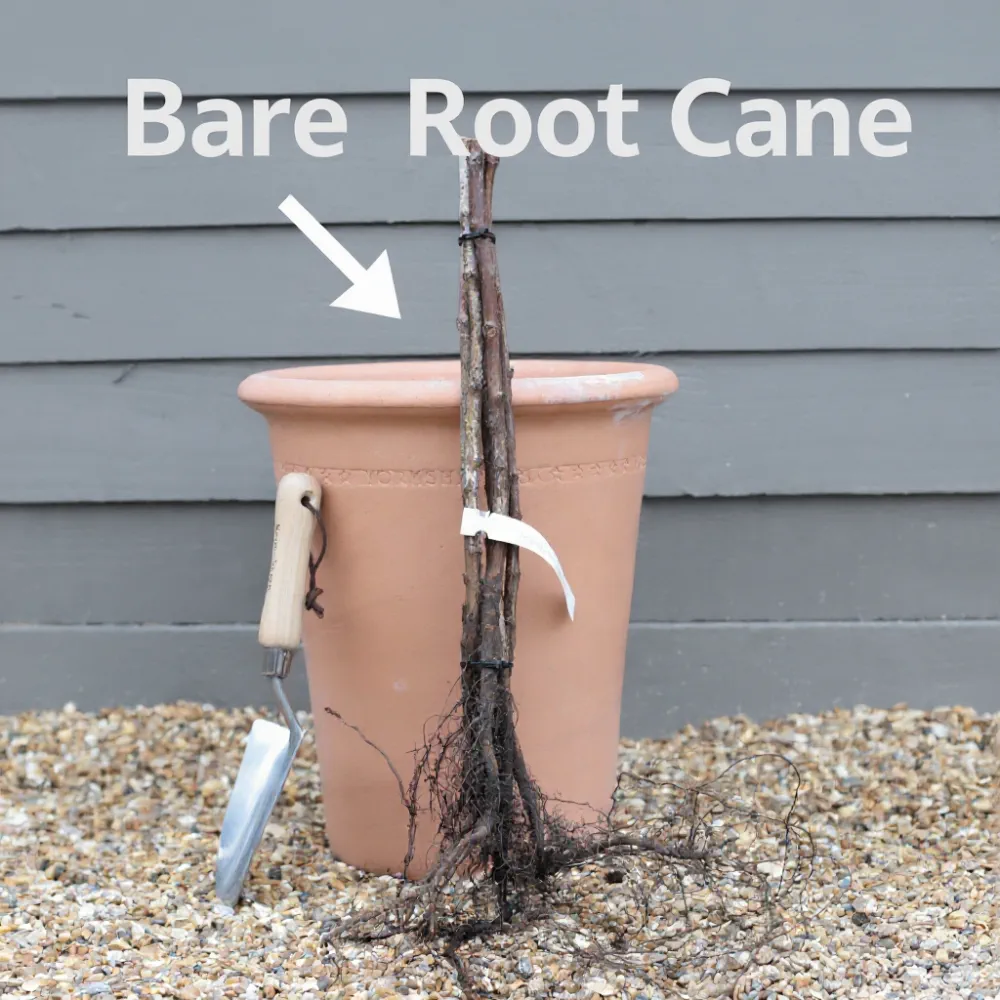 5 'Glen Prosen' Raspberry Canes - Image 3