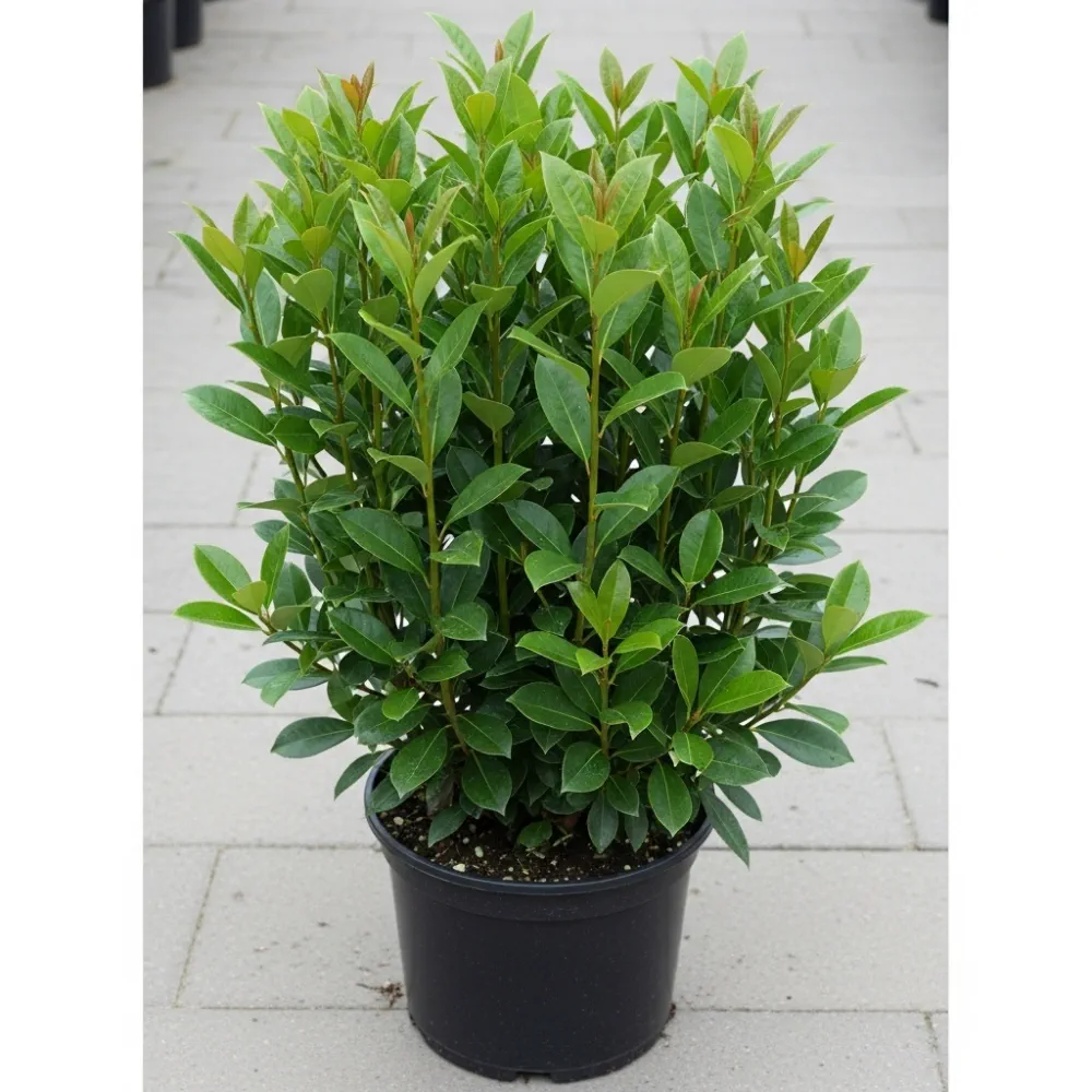 5 x 3ft Cherry Laurel Hedging | Prunus laurocerasus 'Rotundifolia' | 3L Pot