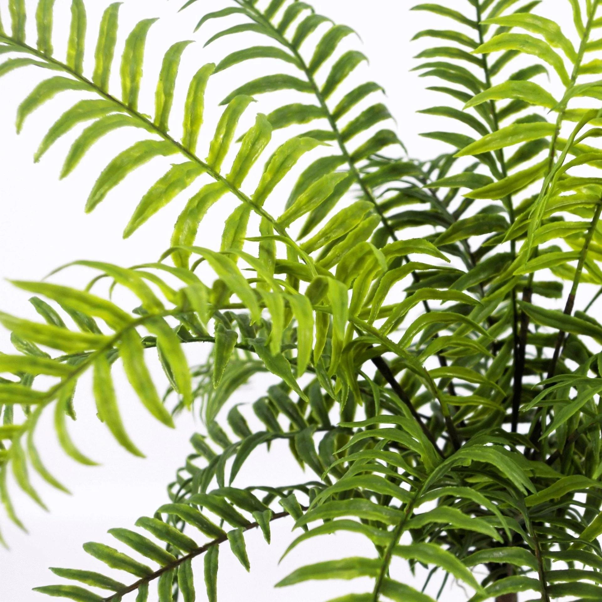 50cm Artificial Boston Fronded Fern Plant - Image 2