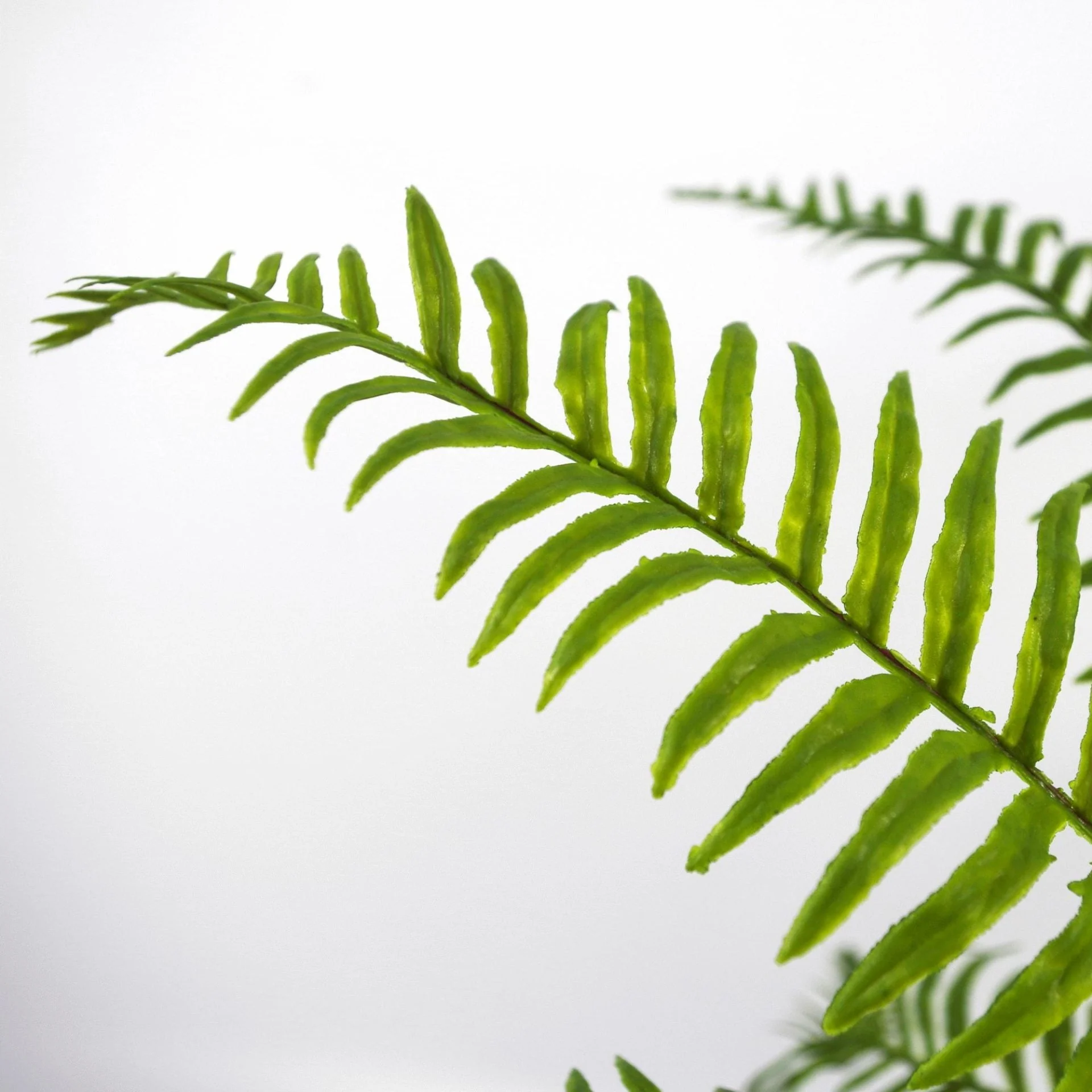 50cm Artificial Boston Fronded Fern Plant - Image 3