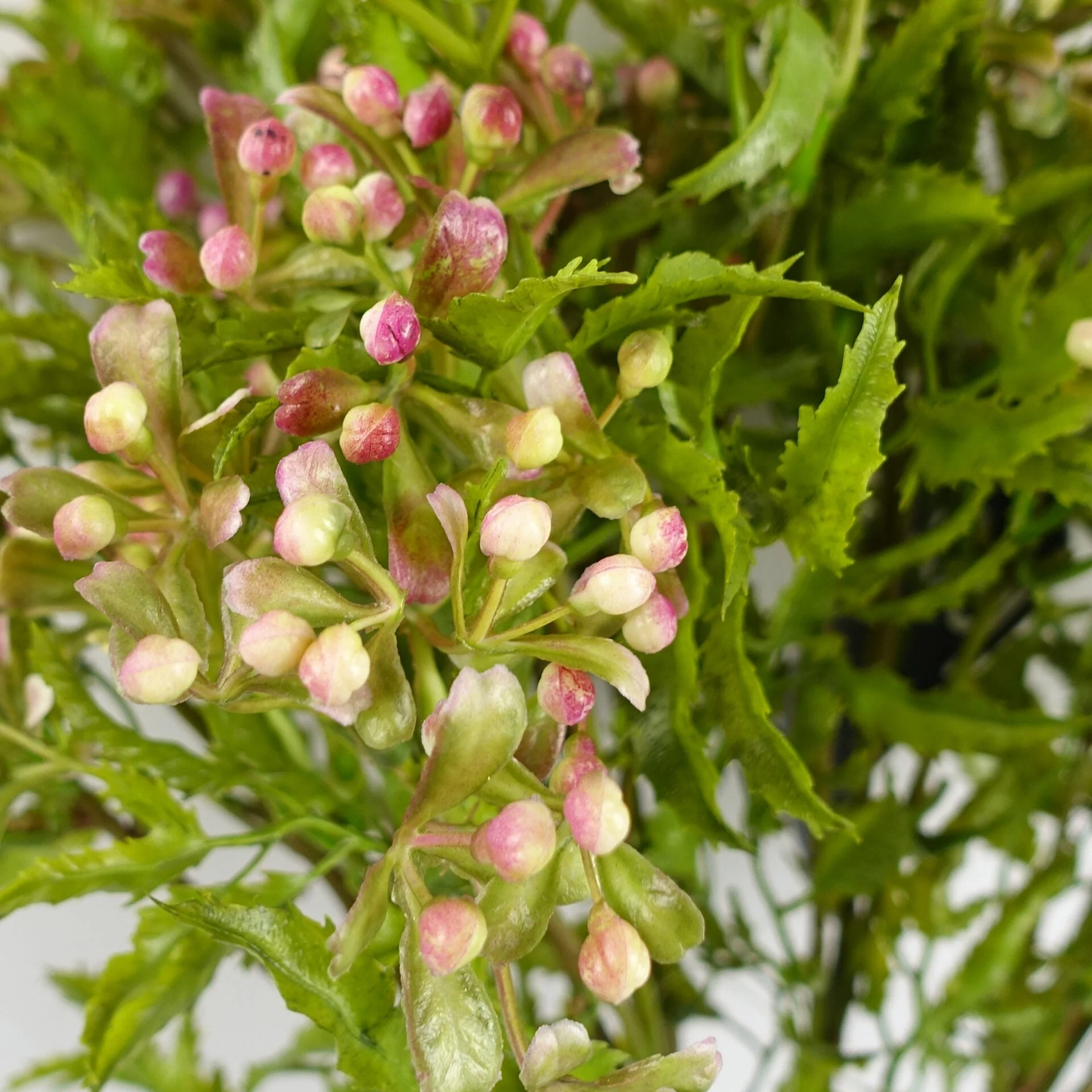 55cm Artificial Foliage Stem with Pink Berries - Image 3