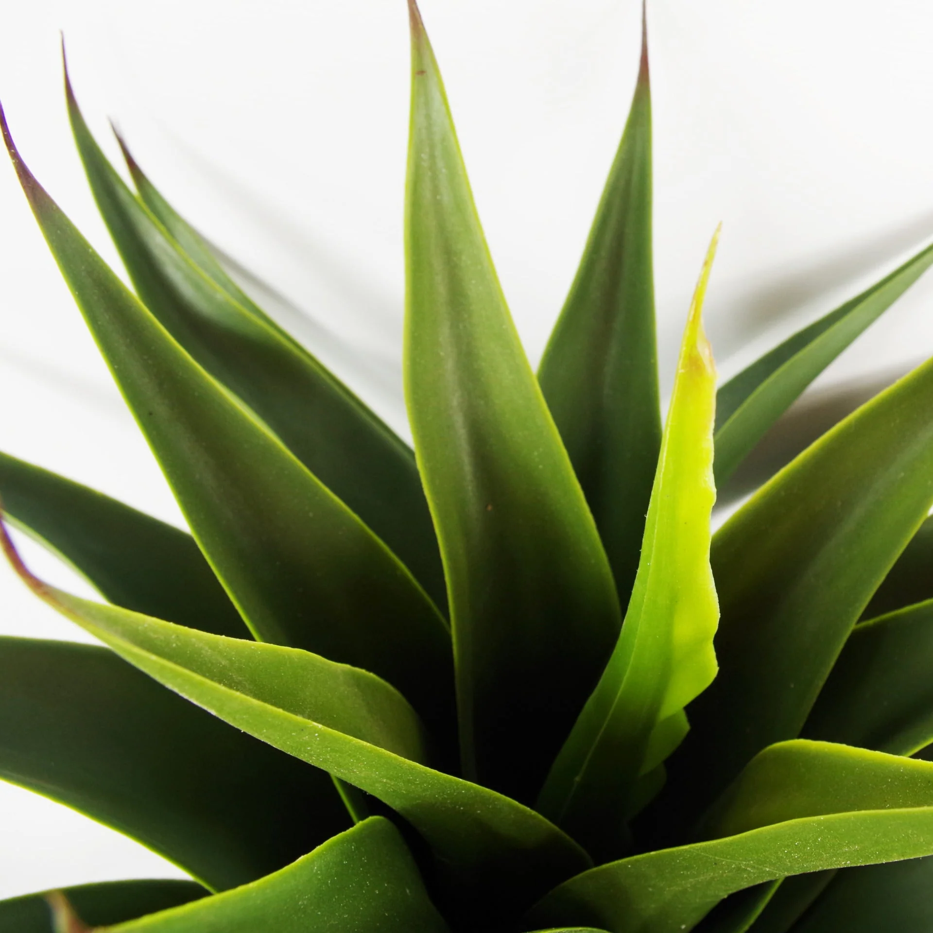 55cm Artificial Yucca Plant - Image 2