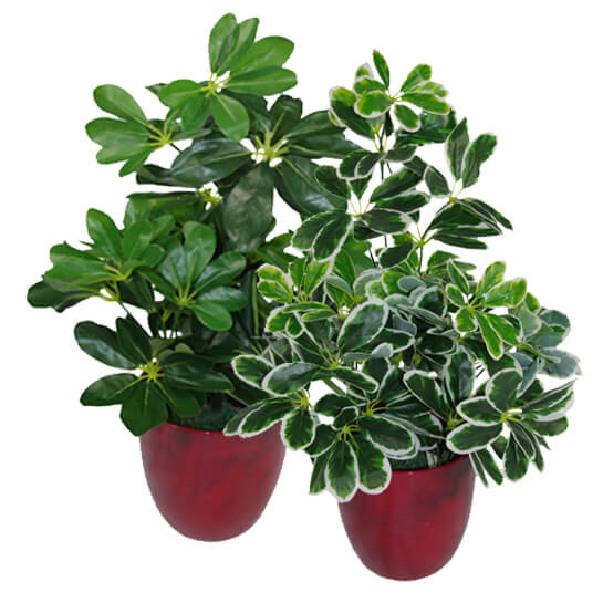 55cm Dark Green Artificial Schefflera Arboricola Plant - Image 2