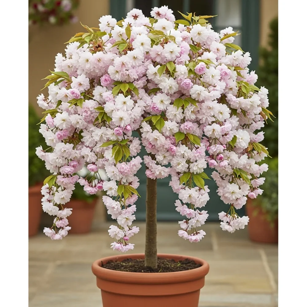 5ft 'Blushing Bride' Cherry Blossom Tree | Prunus 'Shogetsu' | 7.5L Pot | 2 Years Old