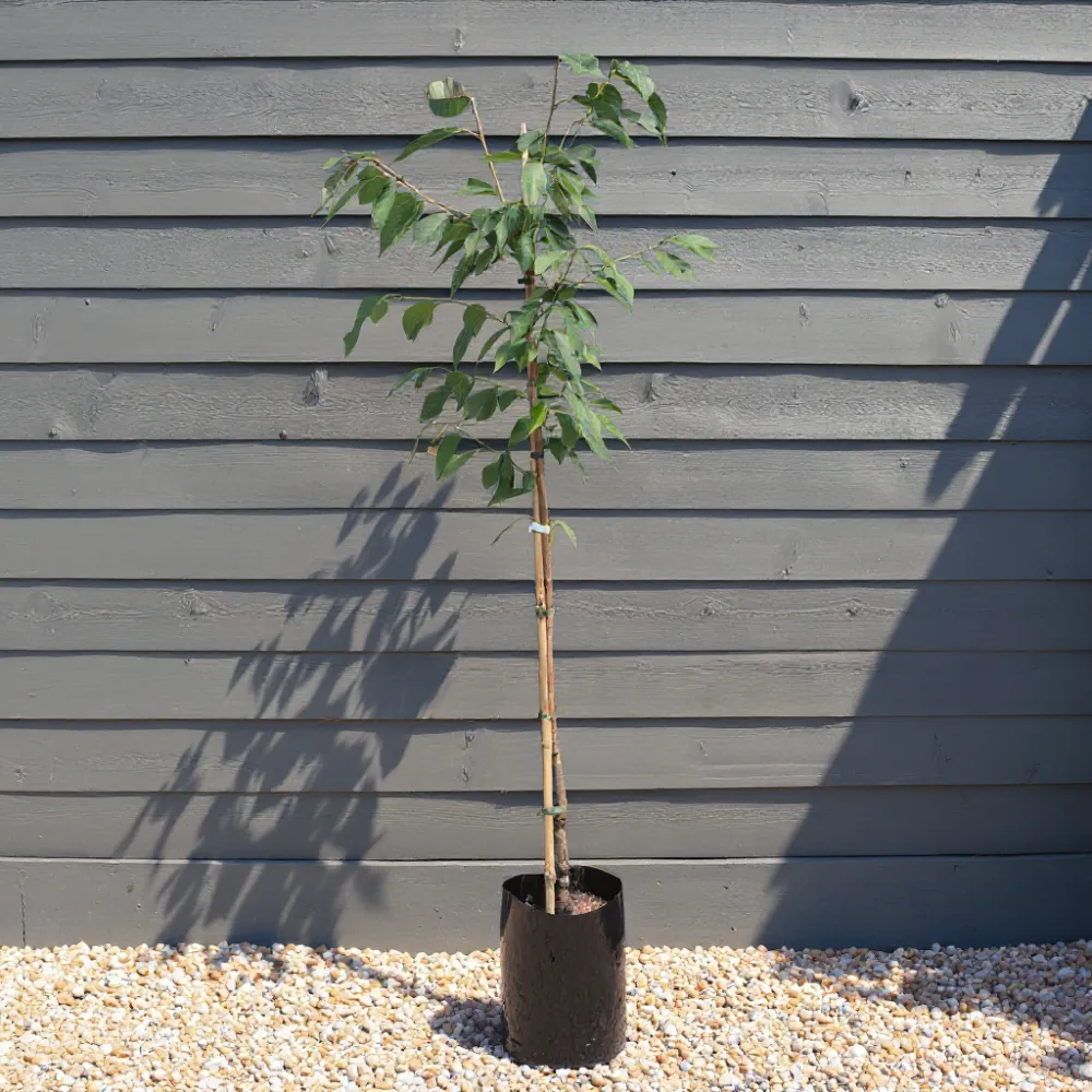 5ft Common Beech Tree | Fagus sylvatica | 9L Pot - Image 14