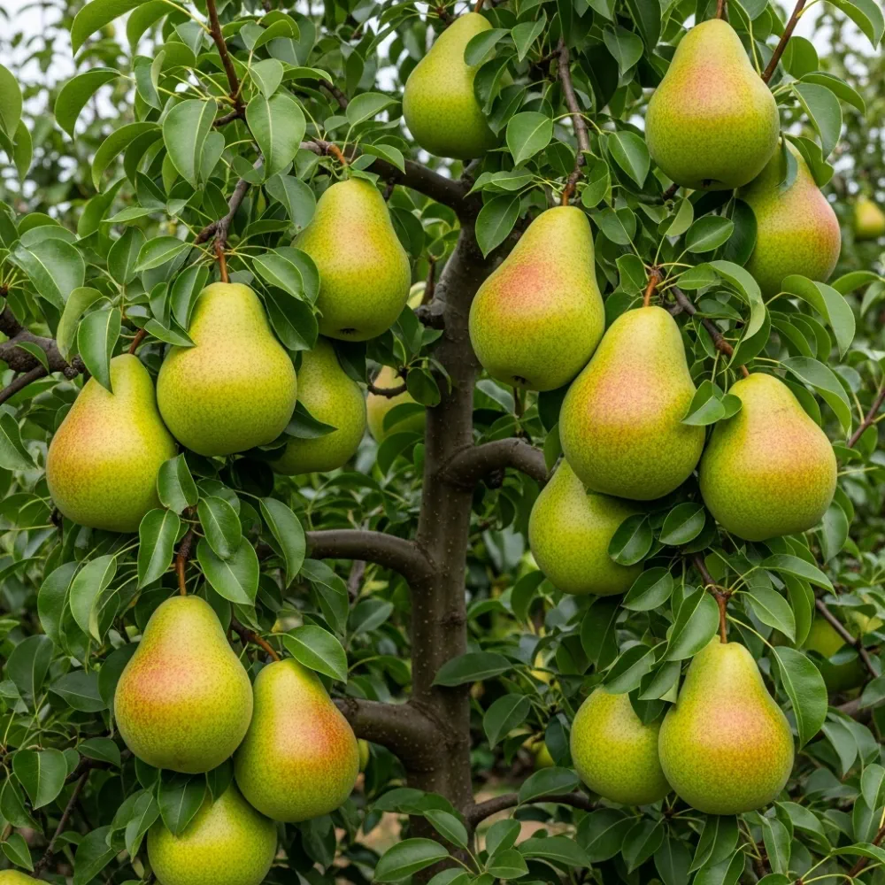 5ft 'Doyenné Du Comice' Pear Tree | Bare Root | 2 Years Old - Image 2