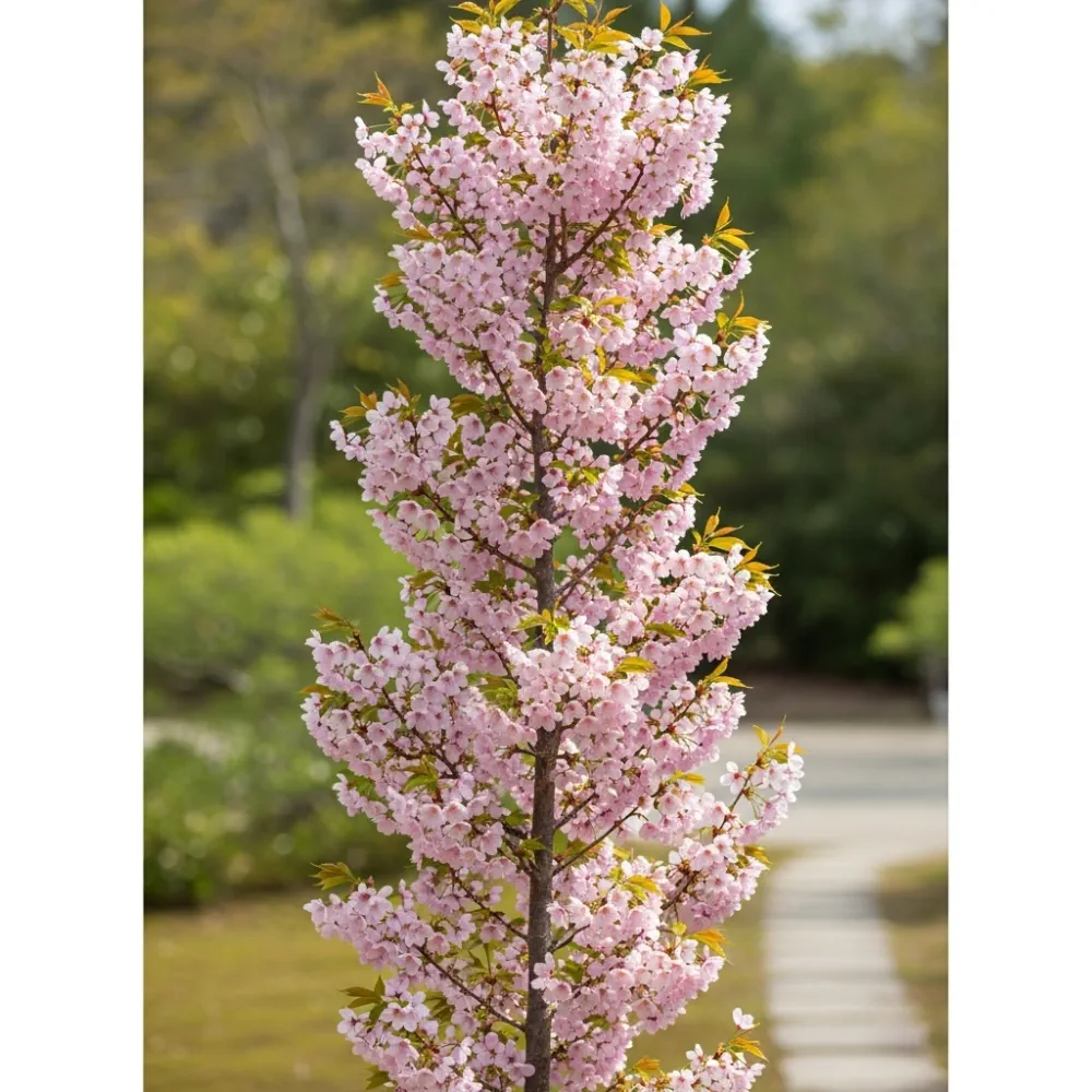 5ft 'Flagpole' Cherry Blossom Tree | Prunus Amanogowa | 7.5L Pot | 2 Years Old