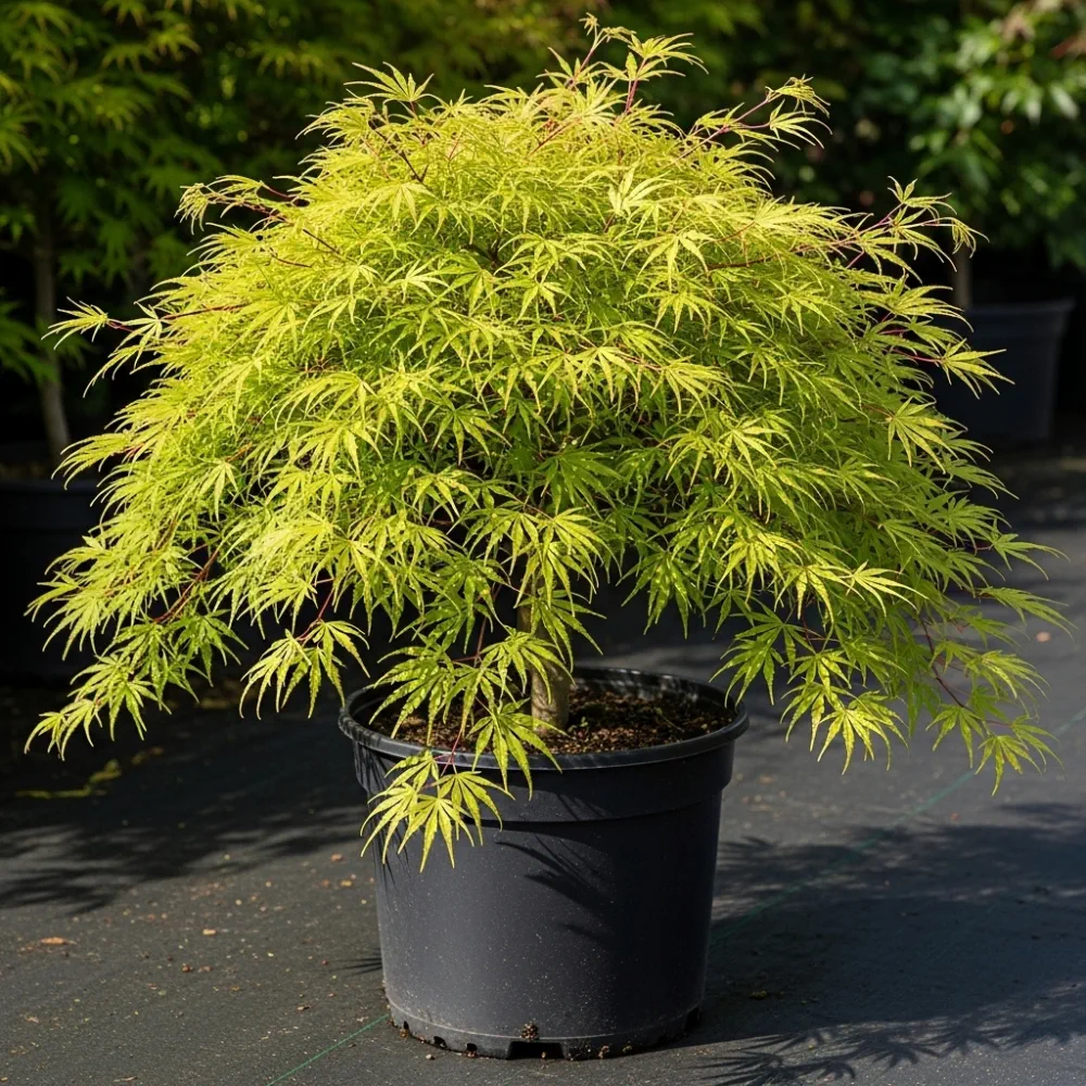 5ft 'Flavescens' Japanese Maple Tree | 90cm Stem Top-Worked Tree | 12L Pot - Image 6
