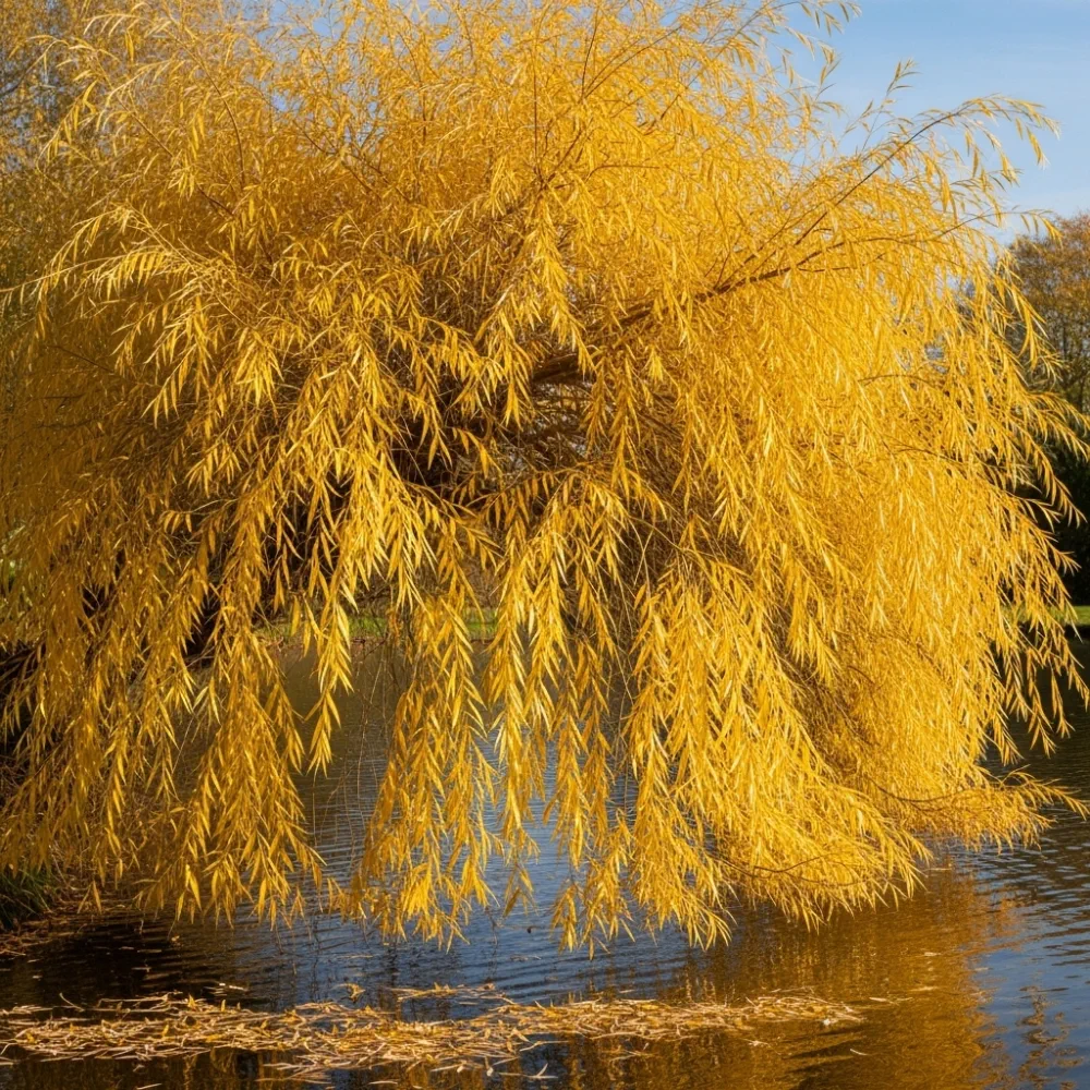5ft Golden Weeping Willow Tree | Salix Chrysocoma | 7.5L Pot | 2 Years Old - Image 3