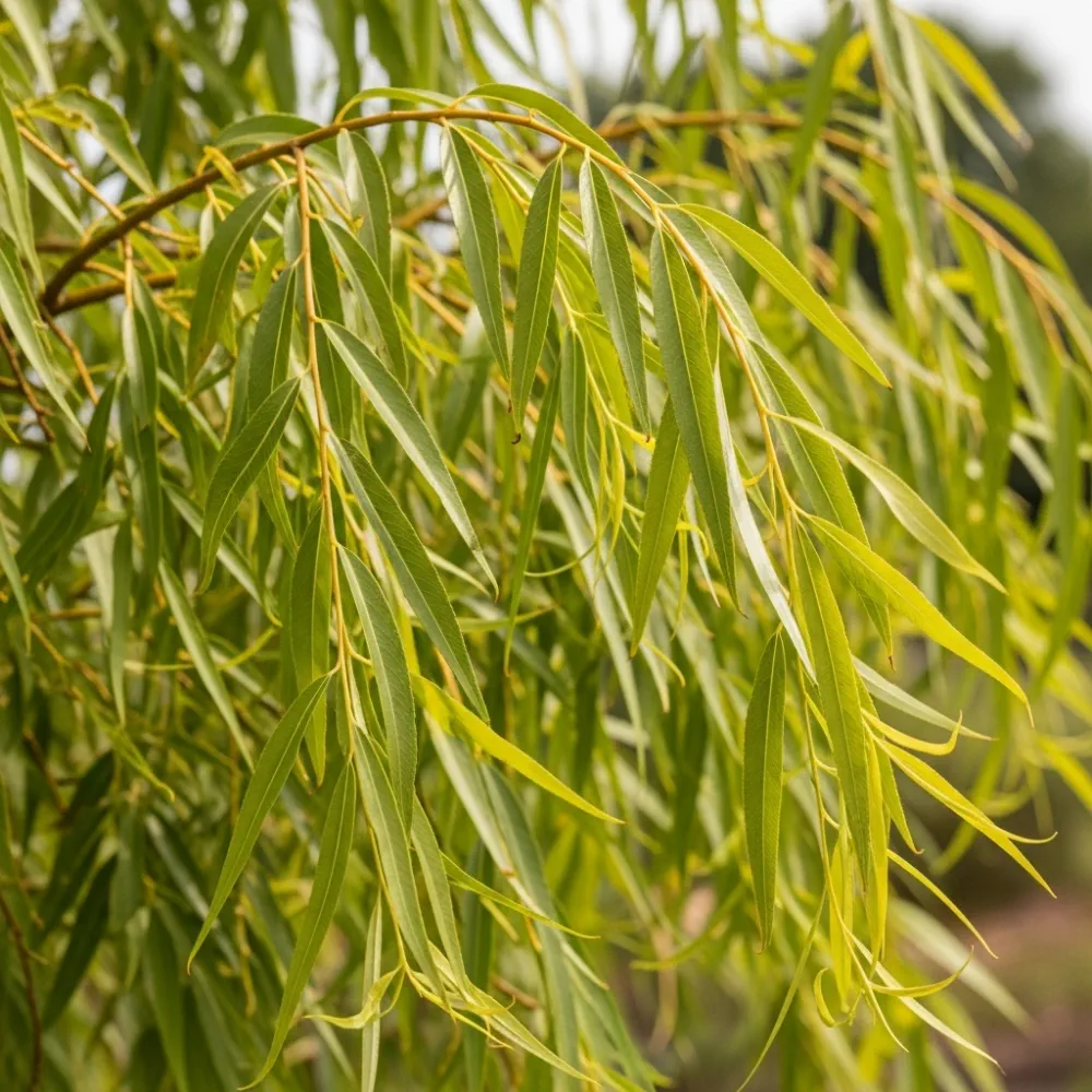 5ft Golden Weeping Willow Tree | Salix Chrysocoma | Bare Root | 2 Years Old - Image 4